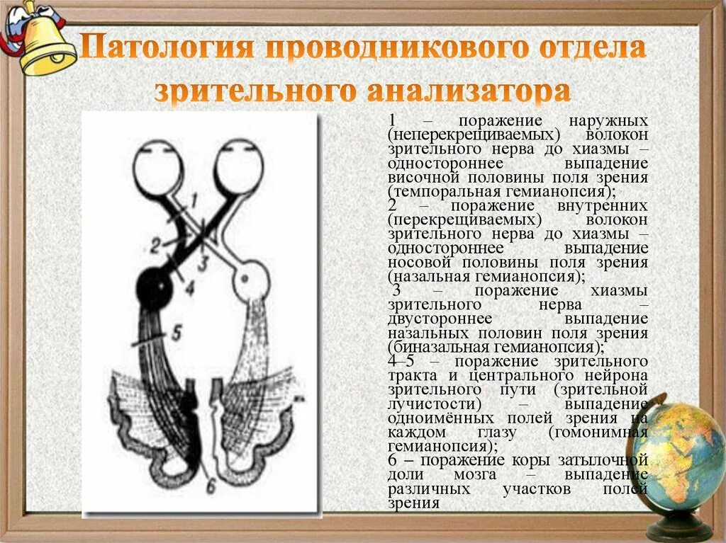 Зрительный анализатор в затылочной доле. Схема строения зрительного анализатора. Патология проводникового отдела зрительного анализатора. Зрительный анализатор физиология. Проводниковый отдел зрительного анализатора строение.