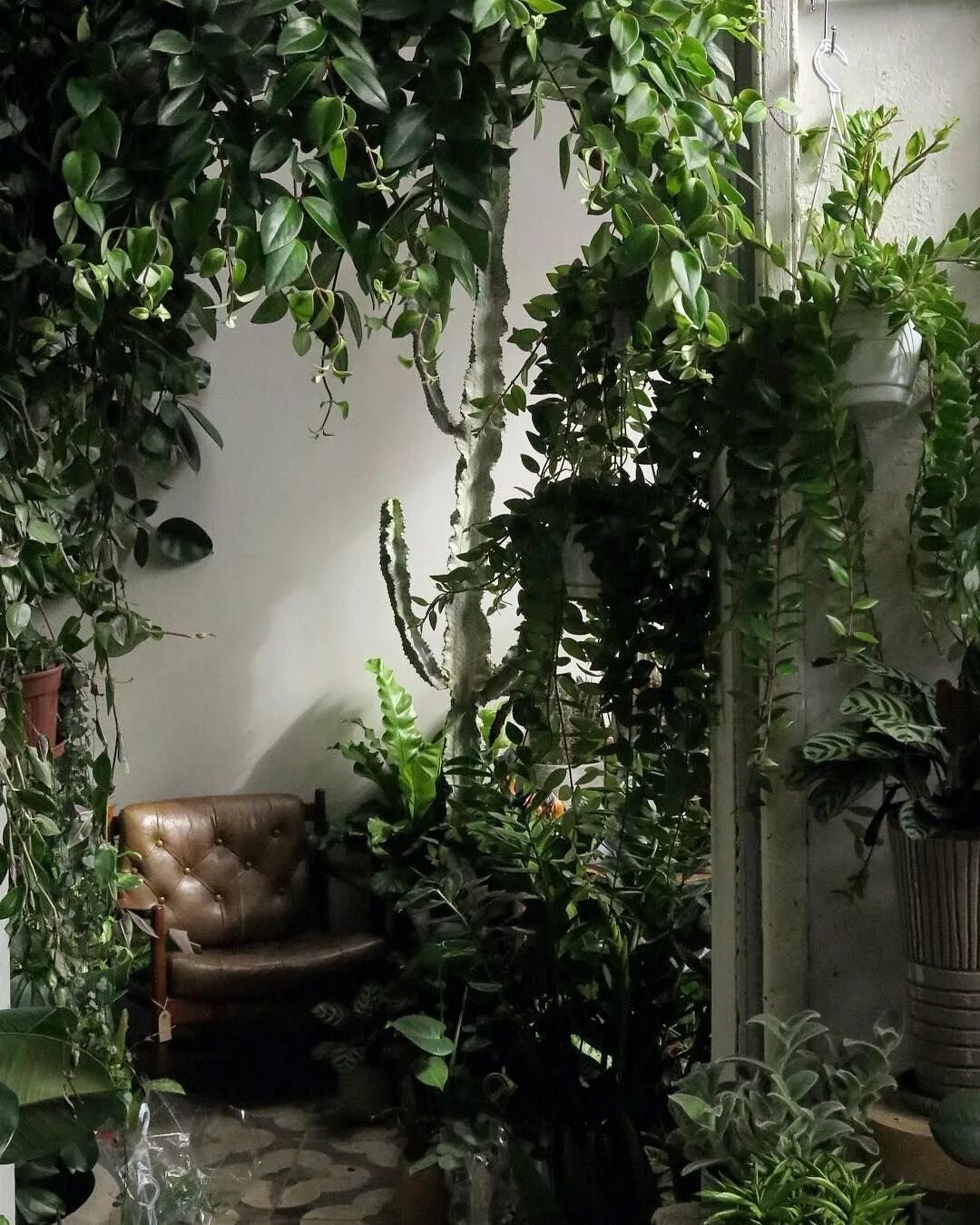 Комнатные растения для темной комнаты. Тенелюбивые растения плющ. Тенелюбивые комнатные лианы. Тенелюбивые вьющиеся комнатные растения. Свисающие комнатные растения тенелюбивые.