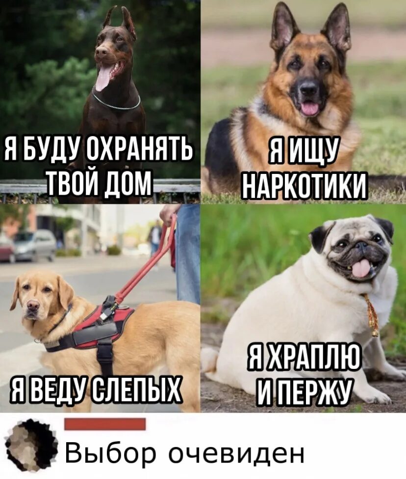 День пукающих собак. Смешные собаки мемы. шутки про собак. мемы с собаками. мемы с мопсами.