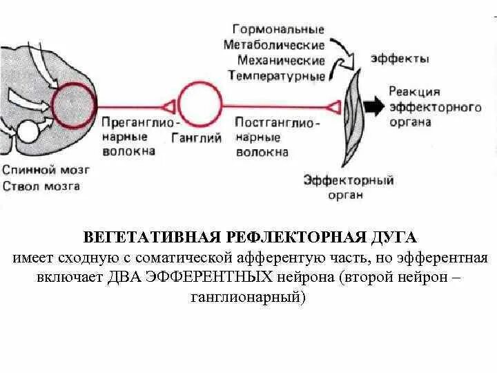 Схема рефлекторной дуги соматического рефлекса. Рефлекторная дуга, деятельности ЦНС. Медиатор соматической рефлекторной дуги. Рефлекторная дуга гипоталамус.