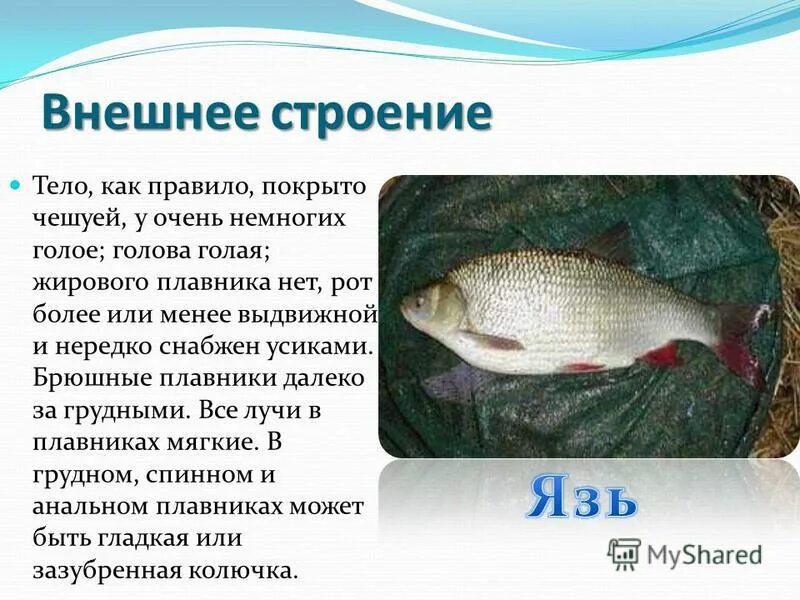 Особенности внешнего строения карпообразных. Особенности внешнего строения карпообразных