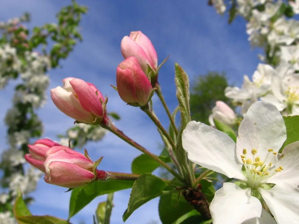 Какие цветы в мае россия. Цветущая яблоня. Яблони в цвету. Цветущий май. Майские цветы.