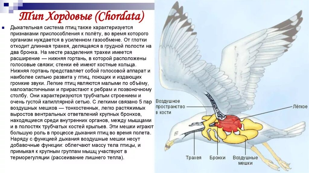 Какую функцию выполняют воздушные мешки. Дыхательная система птиц. Строение органов дыхания птиц. Строение дыхательной системы птиц. Птицы характеристика дыхания.