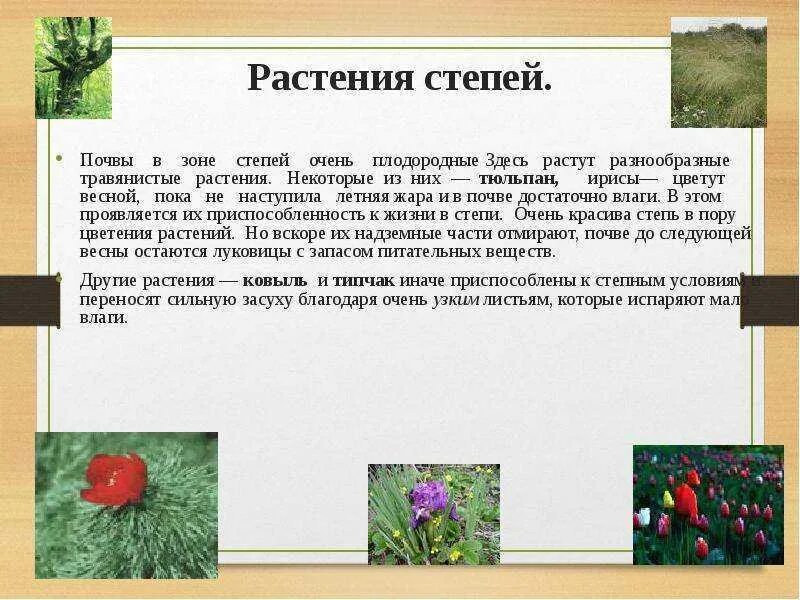 Растительность степи. Растения степи. Растения Степной зоны. Сообщение о растении Степной зоны. Какие травы в степи