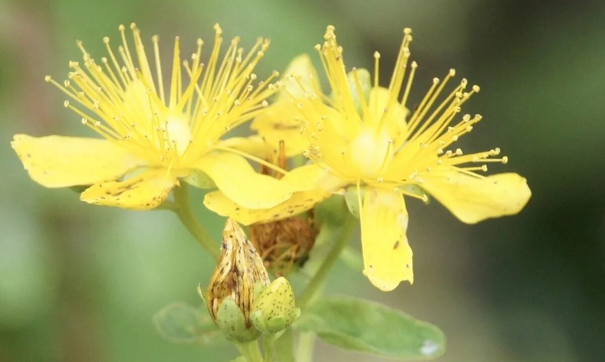 Зверобой продырявленный куркин. Стамбул-зверобой. Зверобой безымянный. Зверобой эти русские. Зверобой безымянный.