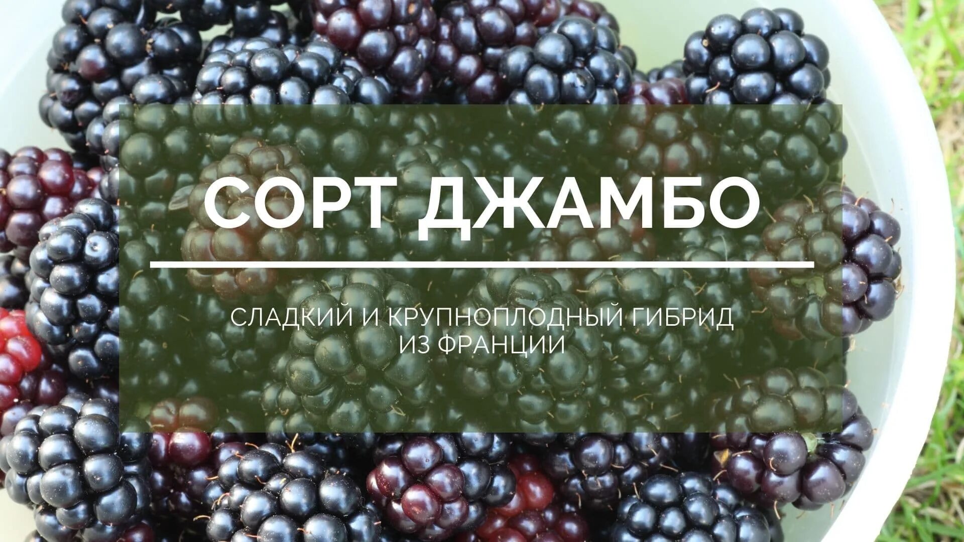 Сорт ежевики джамбо. Ежевика оркан описание сорта. Ежевика джамбо отзывы садоводов. Ежевика вошито. Ежевика бесшипная куст.
