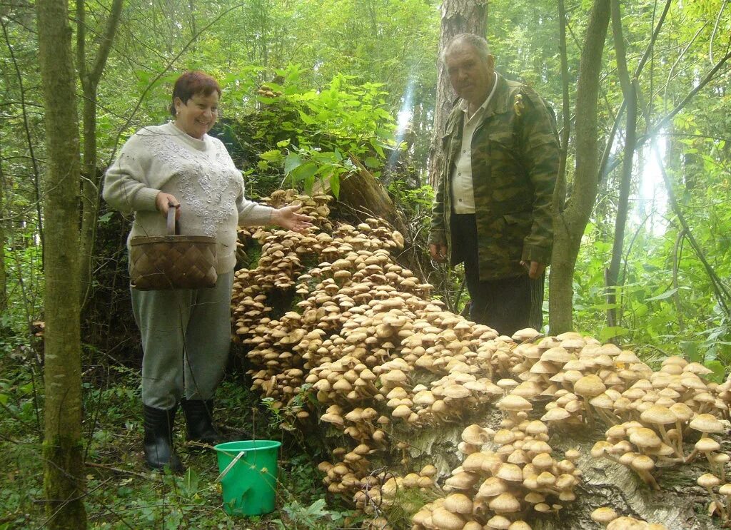 Что значит грибные набеги