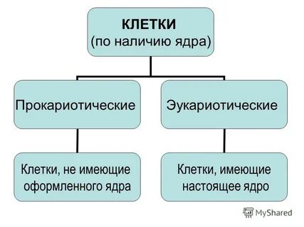 Отсутствует оформленное ядро тип клеток