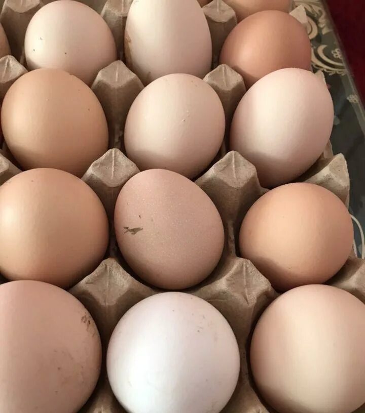 Купить яйца иркутск. Яицо. Инкубационные яица не влазят в решётку.