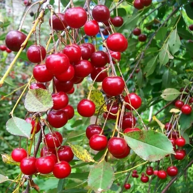 Вишня болотовская. Варенье из черешни с грецким орехом. Шоколад chokodelika драгоценности. Вишня сорт троицкая. Granolife.