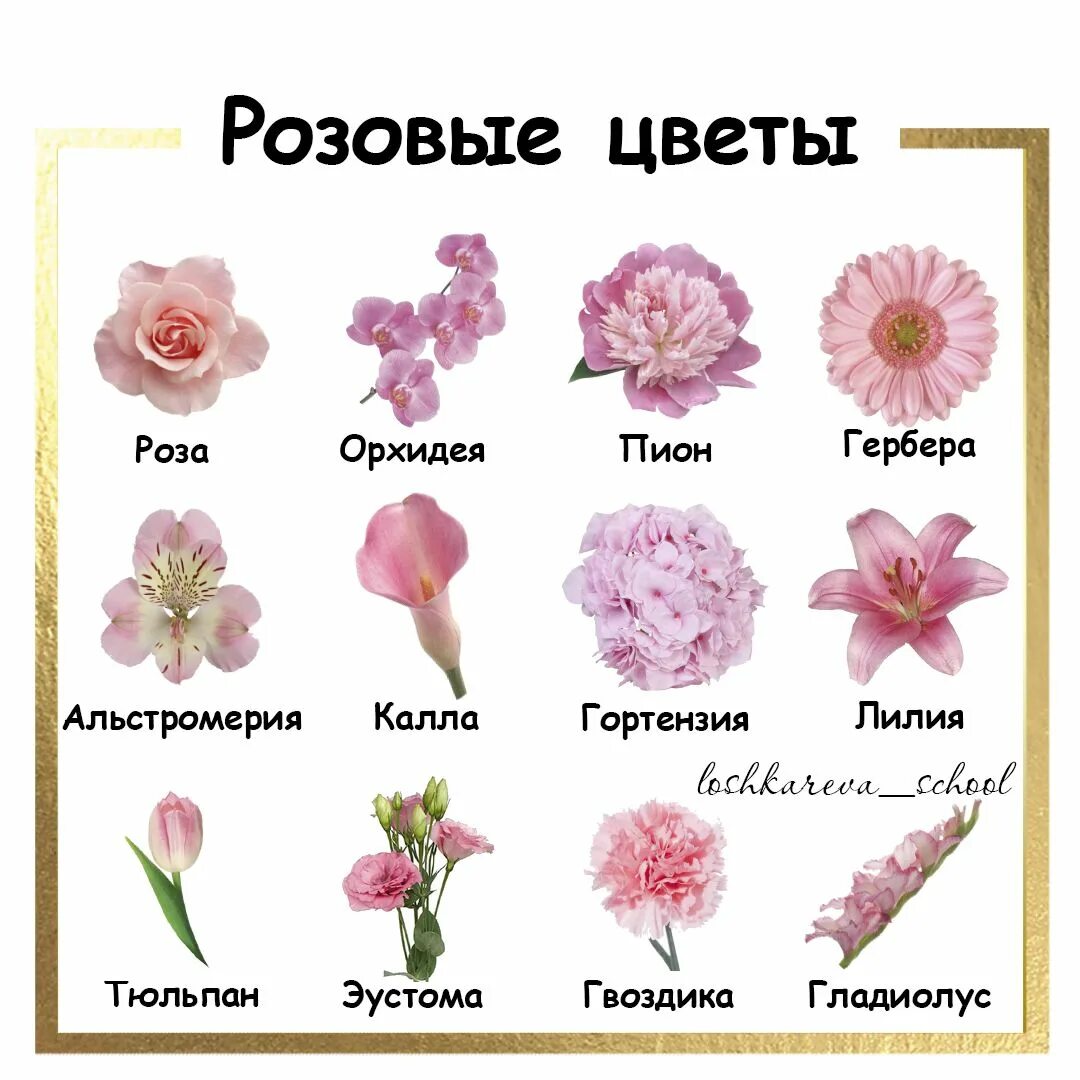 Цветы названия с картинками. Цветы названия. Название цветов. Цветы в срезке названия. Цветы срезка каталог.