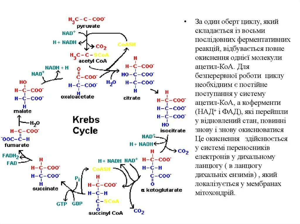 Цикл Кребса биохимия. Цикл Кребса схема в митохондриях. Цикл Кребса фторцитрат. Схема клеточного дыхания цикл Кребса.