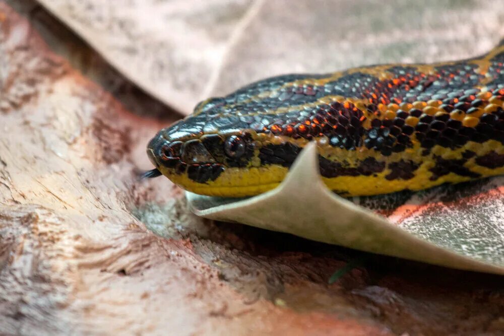 Крупные добычи змей. Анаконда змея. Анаконда парагвайская (Южная). Joab Anaconda.