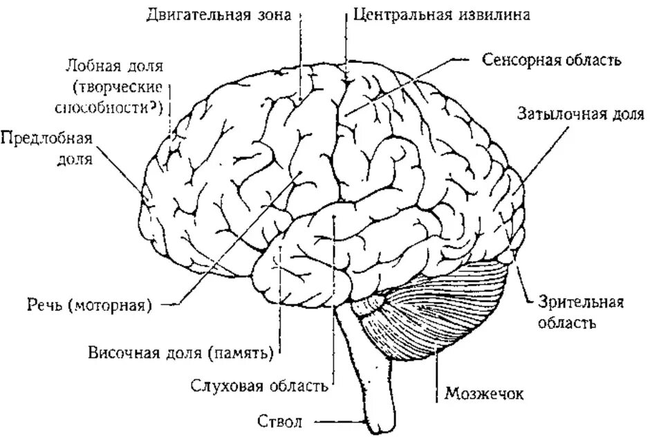 Окружающий мир головной мозг. Отделы головного мозга схематично. Схематическое строение головного мозга. Отделы головного мозга схема рисунок. Головной мозг строение иллюстрация.