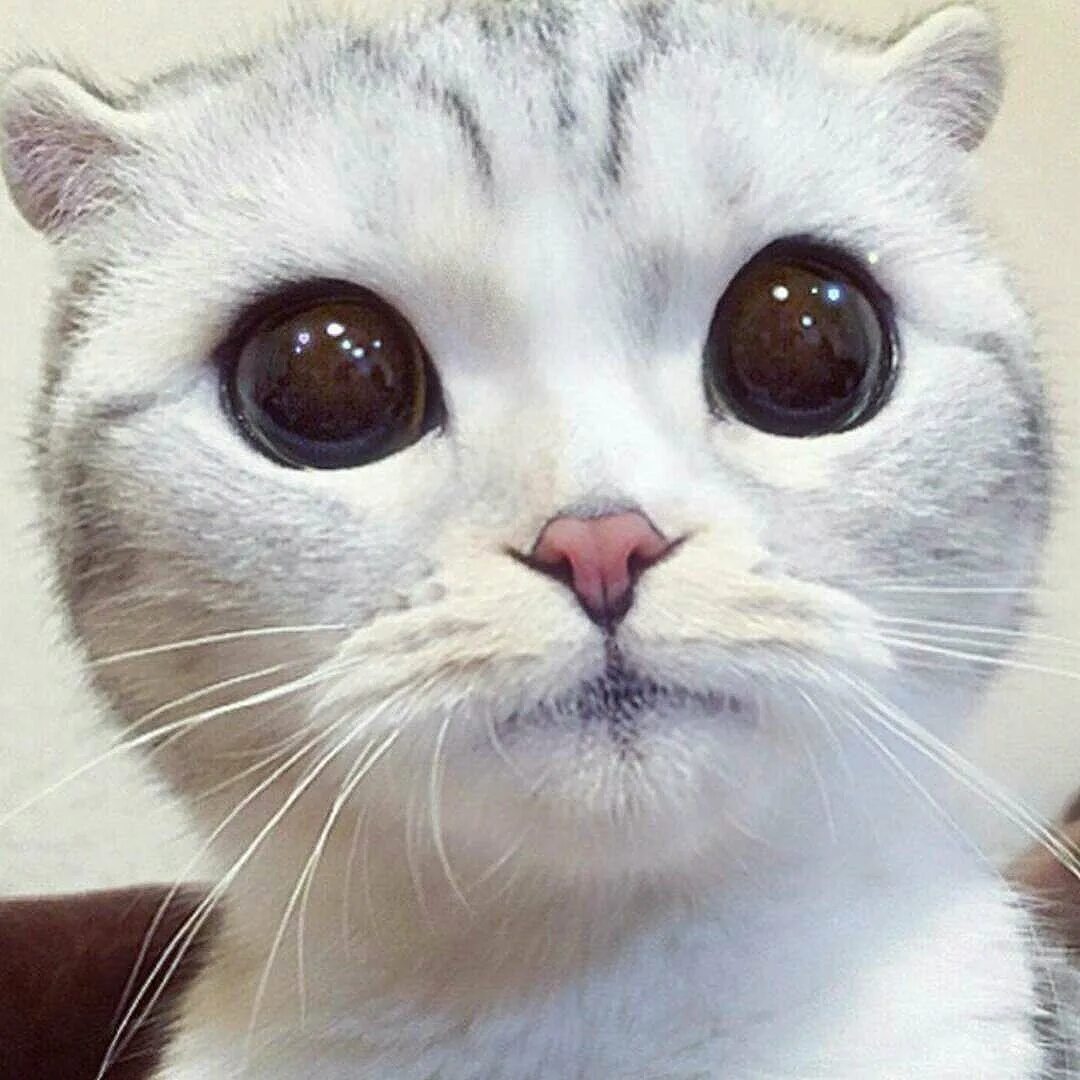 Кот большие глаза. Кока с большими глазами. Котик с большими глазами. Милый котик с большими глазами. Лицо кисы