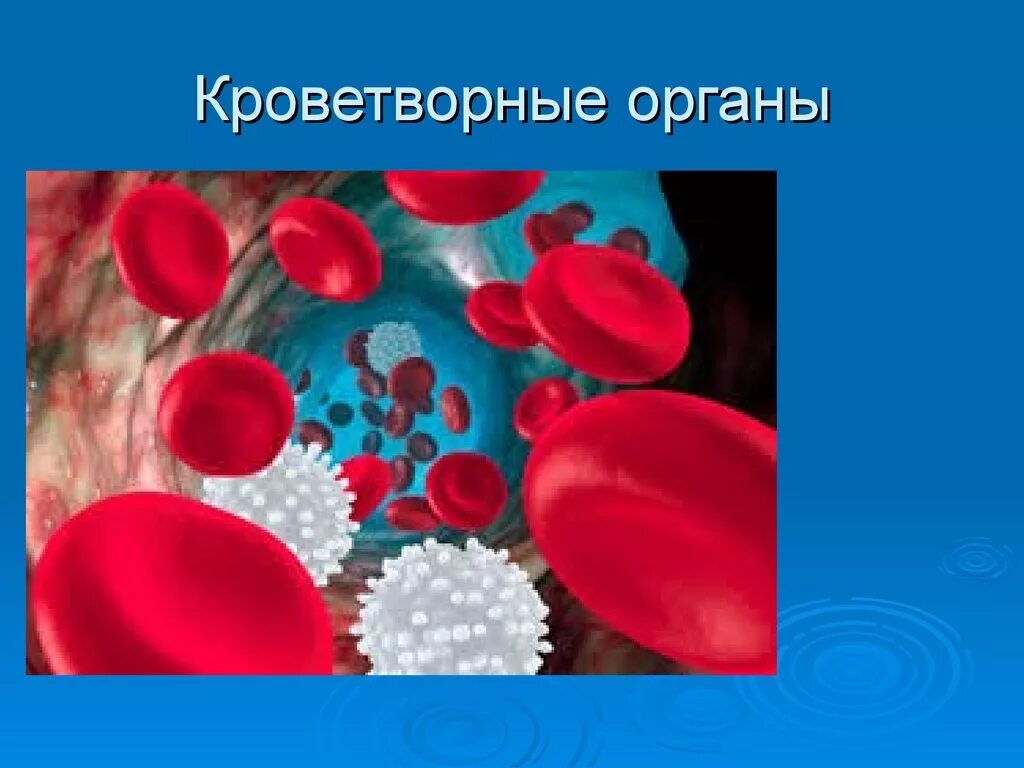 Кроветворение анатомия. Органы иммуногенеза и кроветворения у животных. Кроветворная система крови. Система органов кроветворения. Органы кроветворения иммунной