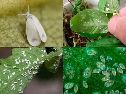 Белокрылка на комнатных цветах как избавиться (56 фото)