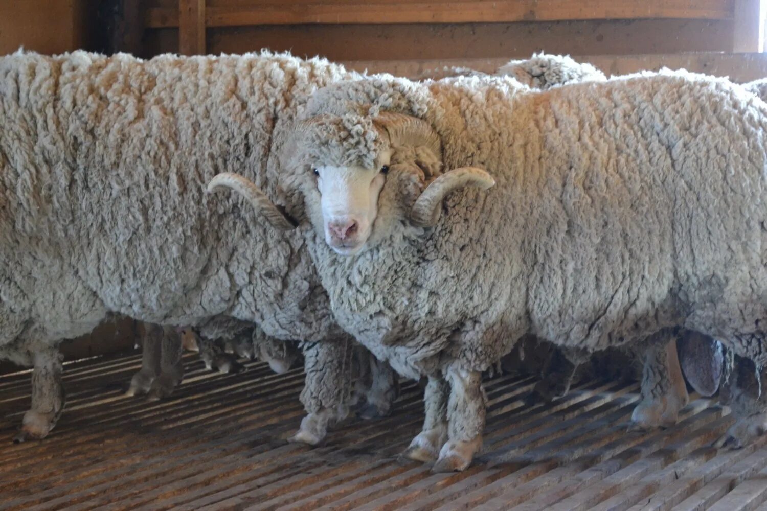 Грозненская порода овец. Сальский меринос порода овец. Порода Баранов меринос. Грозненская тонкорунная порода овец. Порода овец меринос