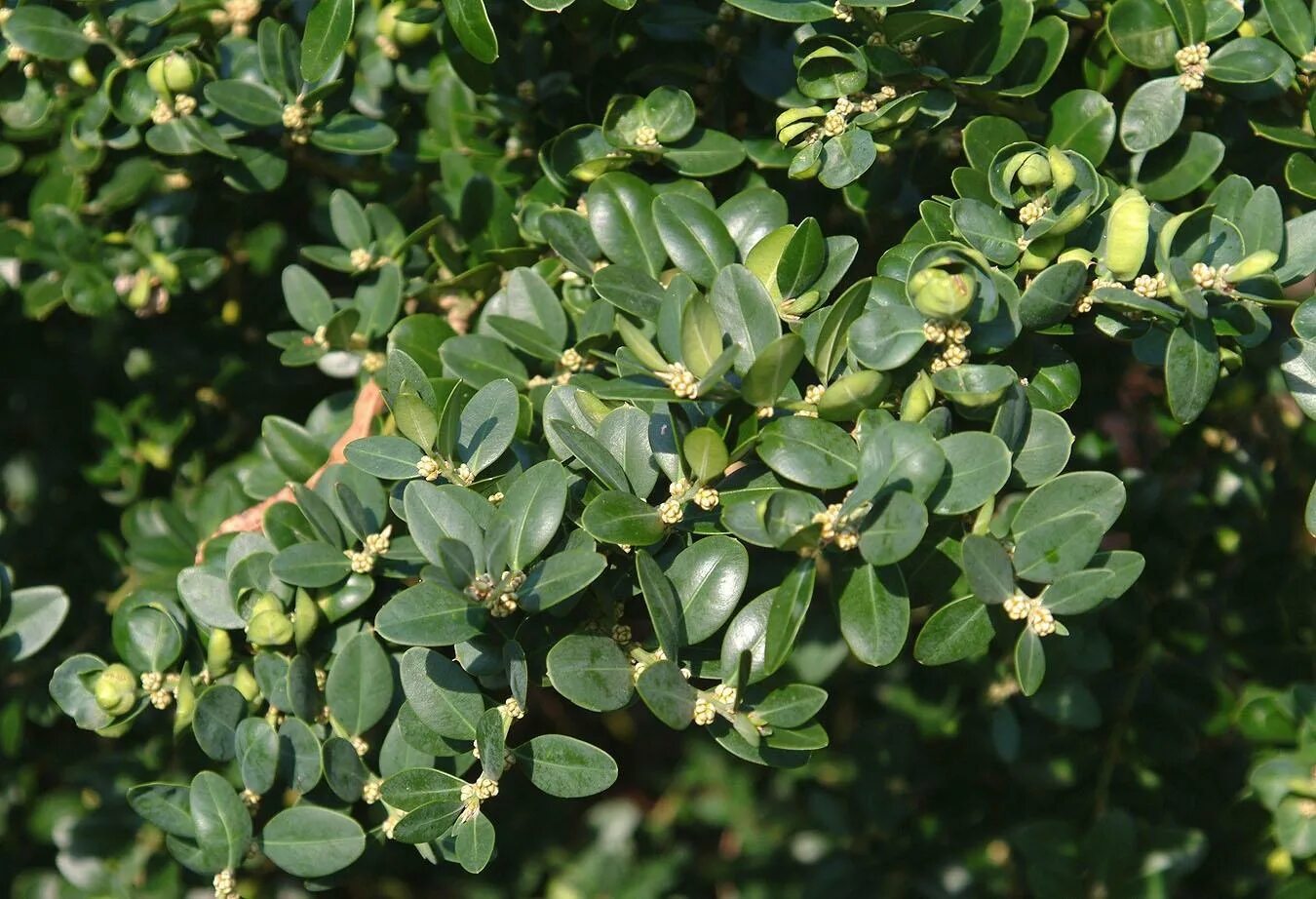 Самшит вечнозеленый купить фото и описание. Самшит Буксус. Buxus sempervirens самшит. Самшит вечнозеленый куст. Буксус вечнозеленый.