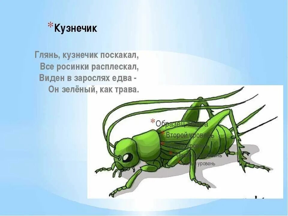 Загадка про кузнечика для детей 7 лет. Стихи про насекомых для детей. Стихотворение про кузнечика. Стих про кузнечика для детей. Что обозначает каждое слово стол кузнечик