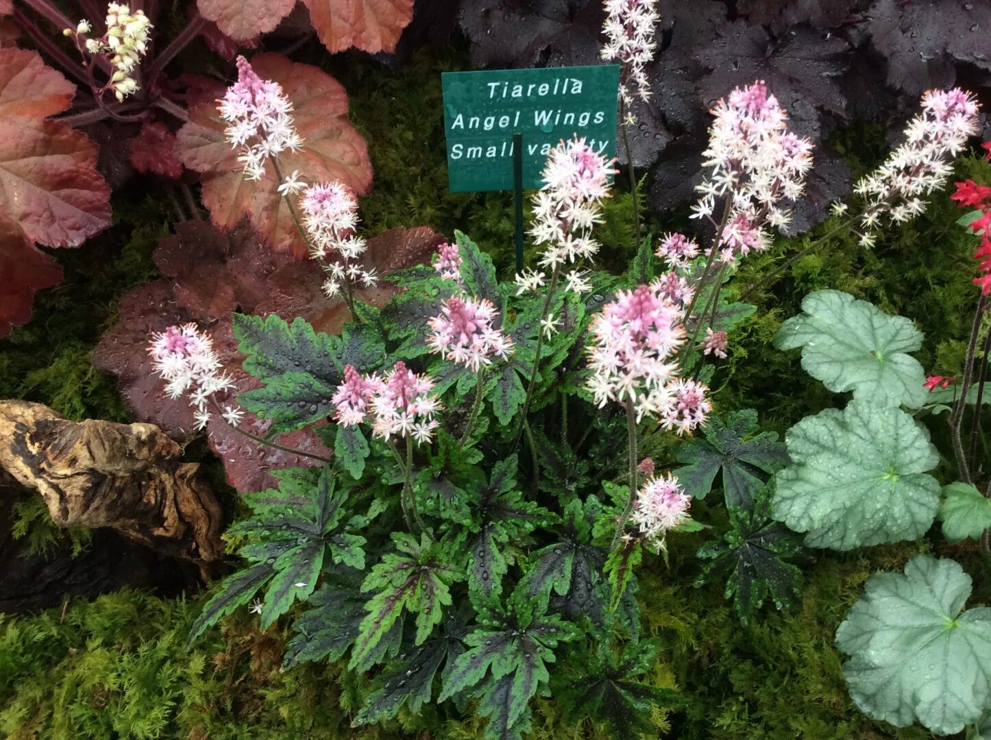 Схизантус визетонский angel wings mixed. Шизантус перистый. Крылья ангелов цветы. Цветок крылья ангела. Цветок крылья ангела.