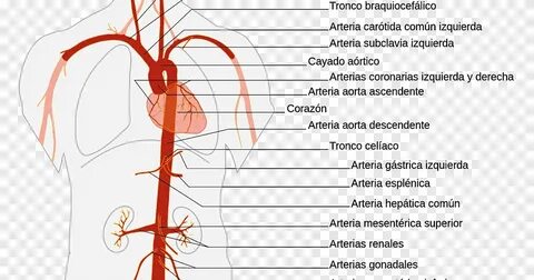 Парную висцеральную ветвь аорты