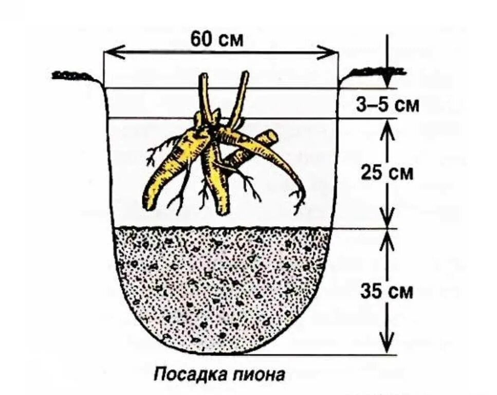 Пионы посадка в открытом грунте. Схема посадки Ито пионов. Глубина посадки пиона. Схема посадки пиона травянистого. Посадка древовидного пиона весной в открытый грунт