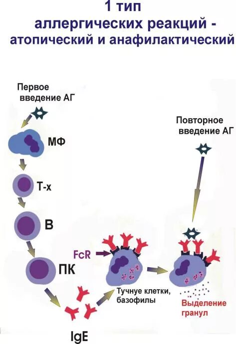 Анафилактический тип реакции. Схема аллергической реакции 2 типа. Аллергическая реакция 1 типа механизм. 2 Тип аллергической реакции механизм. Механизм развития атопической реакции.