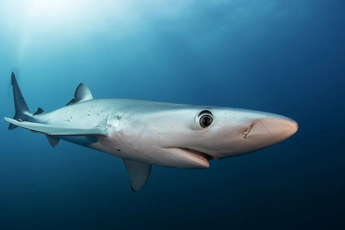 Этмоптерус перри акула. Маленькая акула. Этмоптерус перри. Карликовая рифовая акула. Малая акула.
