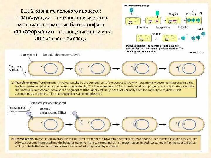 Конъюгация трансформация трансдукция таблица. Трансформация трансдукция конъюгация у бактерий. Трансформация трансдукция. Неспецифическая трансдукция схема. Общая и специфическая трансдукция.