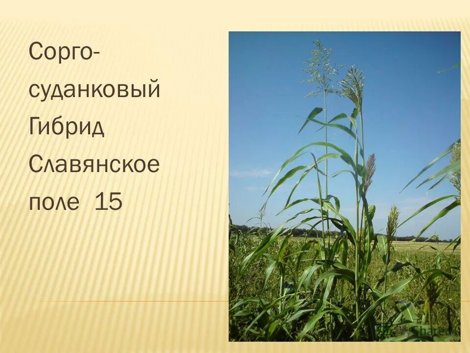 Сорго суданковый гибрид семена. «сорго-суданковый гибрид чишминский 84». Навигатор сорго суданковый гибрид. Сорго-суданковый гибрид нутритоп стар. Силос сорго суданка.