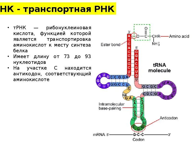 Имеет форму глобулы РНК. ТРНК форма глобулы. Транспортные РНК трансляция. Вторичная структура ТРНК.