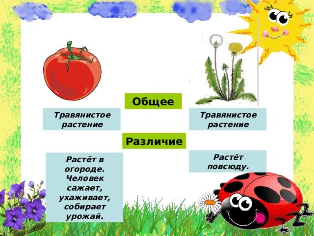 Культурные растения примеры и значение Как заполнить таблицу "Разнообразие культурных растений"