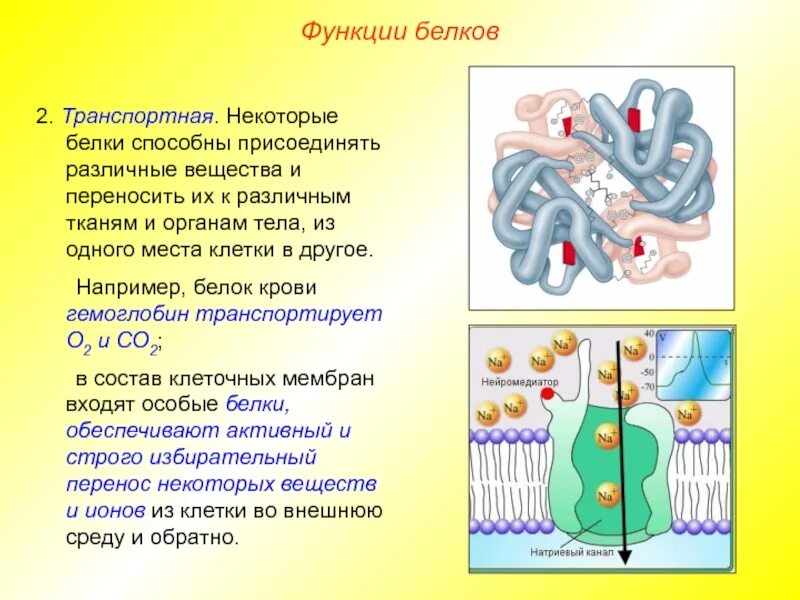 Функции белков. Свойства и функции белков. В состав входят транспортные белки