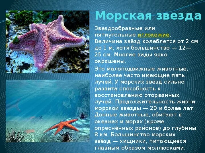 Доклад про морскую звезду. Сообщение о морской звезде. Морская звезда сообщение 3 класс. Сообщение о морской зв. Морской мир кратко