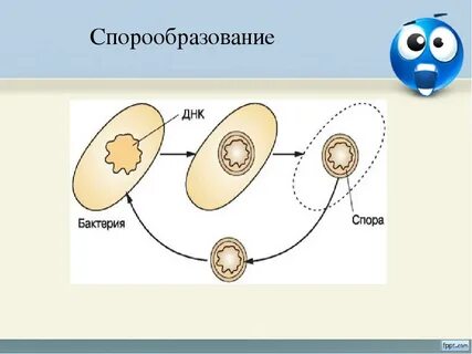 Размножение и образование спор