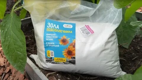 Зола в теплице осенью