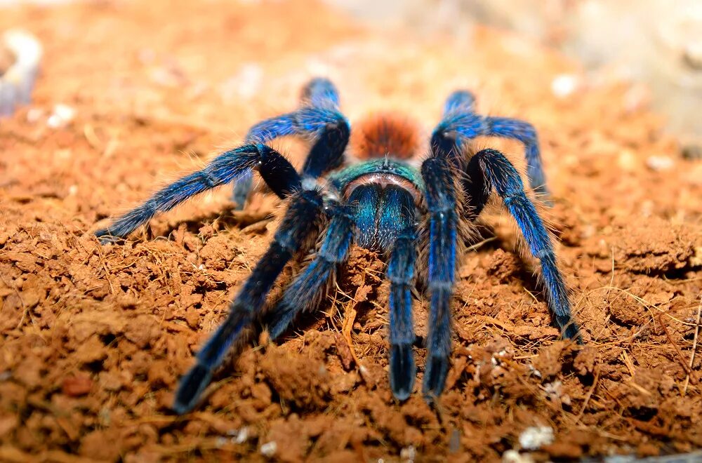 Паук хамелеон. Паук-птицеед Chromatopelma cyaneopubescens. Паук-птицеед Chromatopelma cyaneopubescens ротовой аппарат. Хроматопельма цианопубесценс.