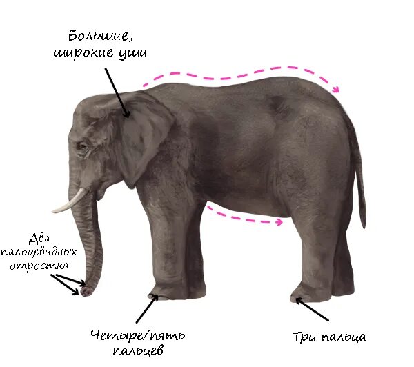 Строение слона. Части тела слона. Слон строение тела. Части тела слона названия. Чем отличается индийский слон от африканского 1