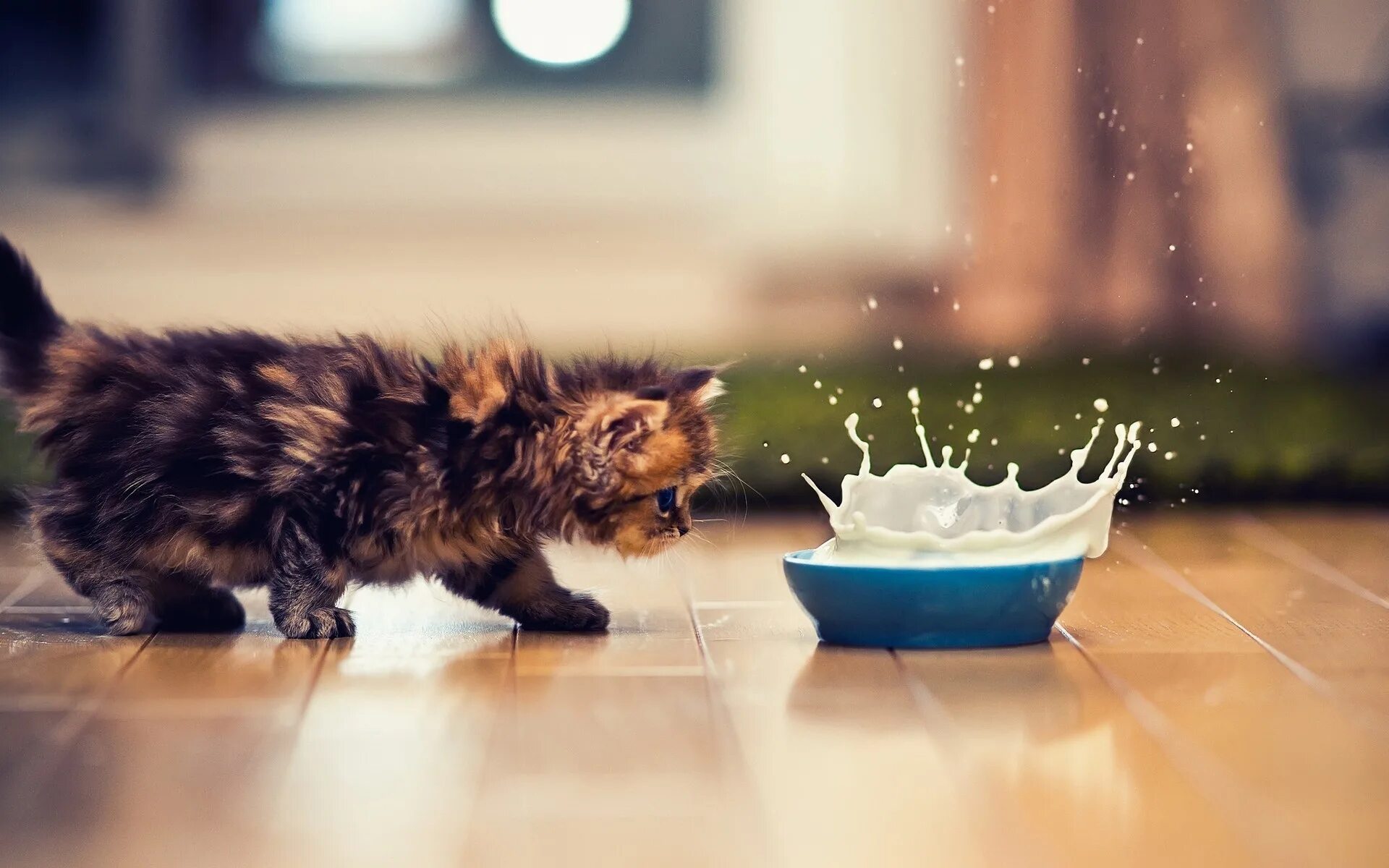 Мимо котенок. Милые кошки. красивые котята. самые милые котята в мире. самый милый котенок.