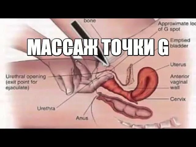 Секс Точки Оргазм