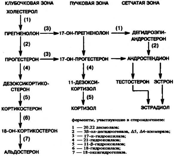 Элемент участвующий в образовании тестостерона и инсулина