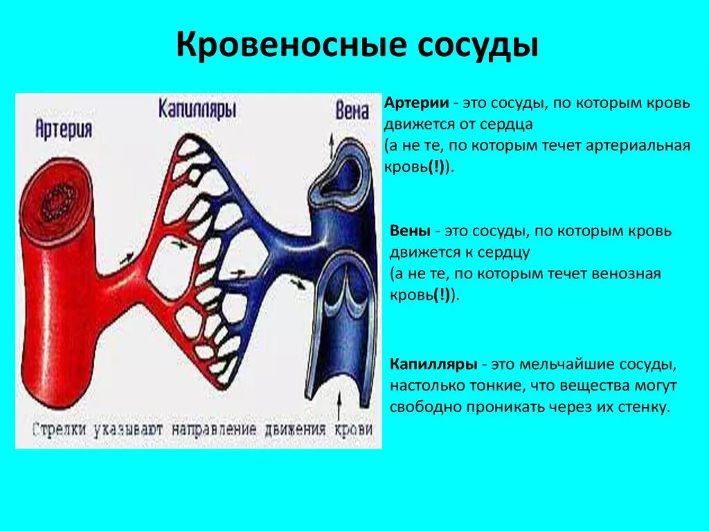 Вена кровеносный сосуд по которому кровь движется к сердцу. Кровеносные сосуды по которым кровь движется от сердца это. Сосуды по которым течет артериальная кровь. Сосуды по которым течет венозная кровь. Кровеносная система сердце вены артерии капилляры