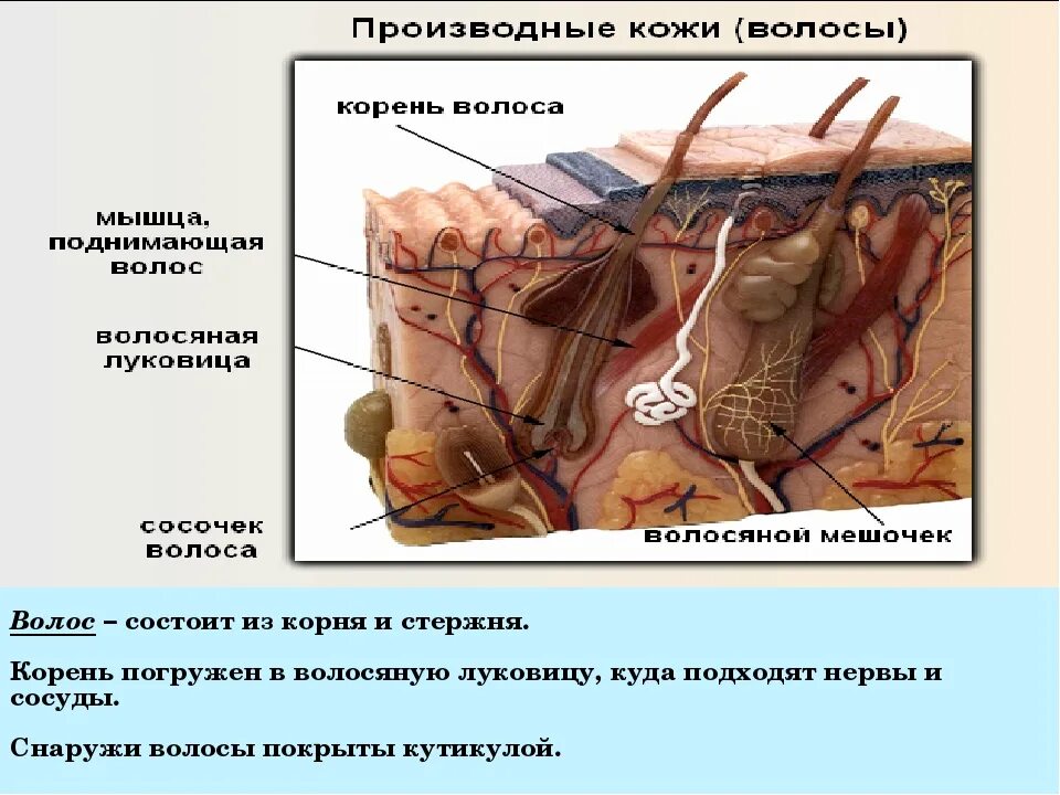 Корень волоса погружен в окруженную. Строение волоса. Строение кожи и волоса. Строение корня волоса. Строение волосяного фолликула.