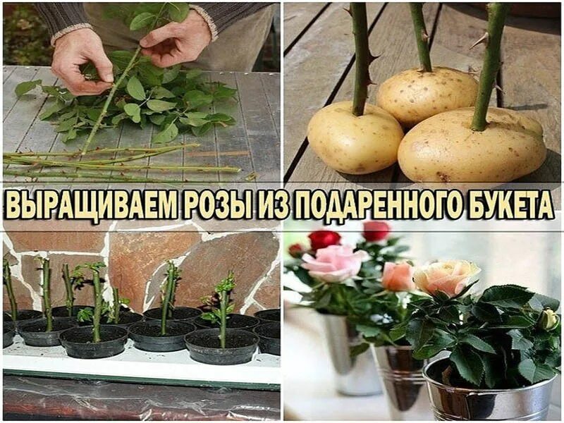 Можно посадить подаренную розу. Выращиваем розы из подаренного букета. укоренить розу из букета. вырастить розу в картошке. укоренение розы из букета.