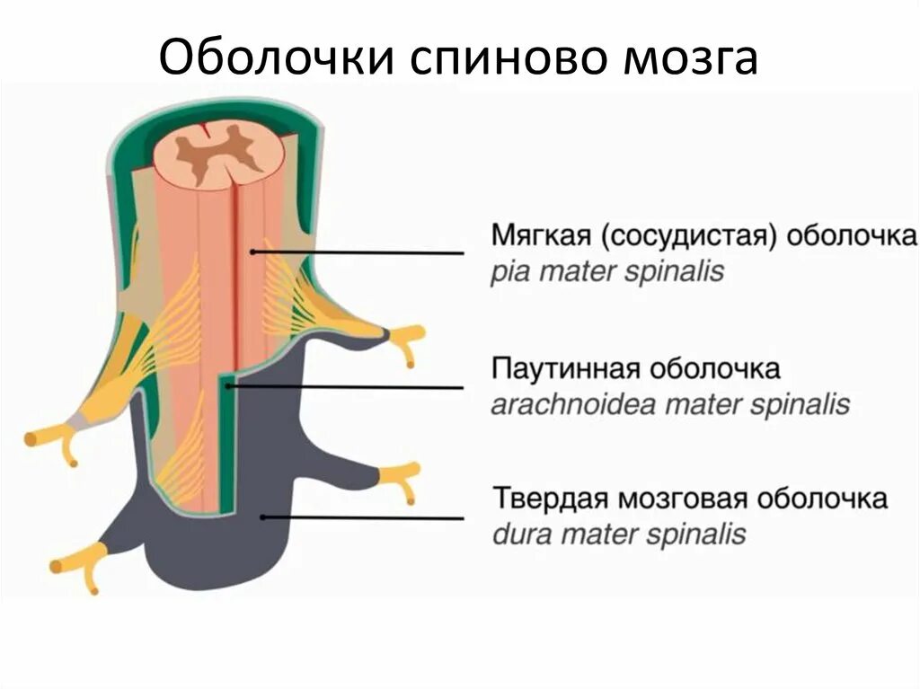 Строение оболочек спинного мозга. Оболочки спинного мозга мрт. Оболочки спинного мозга схема. Мягкая мозговая оболочка спинного мозга.