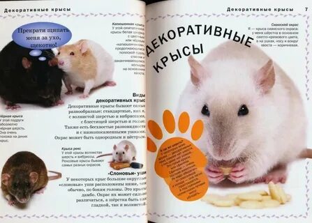 Список крыс