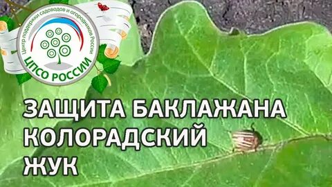 Чем обработать баклажаны от клеща
