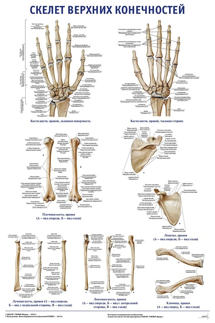 Анатомия кости верхней конечности. Кости верхней конечности анатомия на латыни. Скелет верхней конечности анатомия латынь. Кости верхних конечностей человека анатомия на латинском и русском. Кости верхних конечностей человека анатомия на латинском.