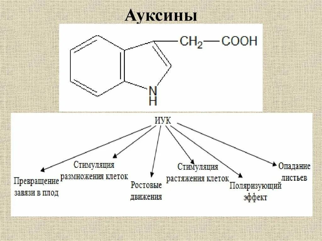 Ауксины препараты. Классификация гормонов растений. Гормоны роста растений. Гормоны роста растений ауксины гиббереллины цитокинины. Ауксины функции.